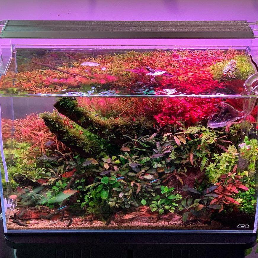 WEEK AQUA Aquarium Led Vivid L - Reef Lighting ulasan dan harga